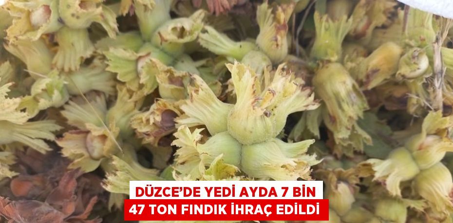 DÜZCE’DE YEDİ AYDA 7 BİN 47 TON FINDIK İHRAÇ EDİLDİ