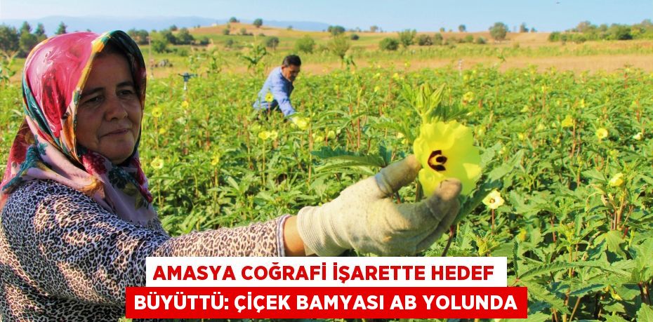 Amasya coğrafi işarette hedef büyüttü: Çiçek bamyası AB yolunda