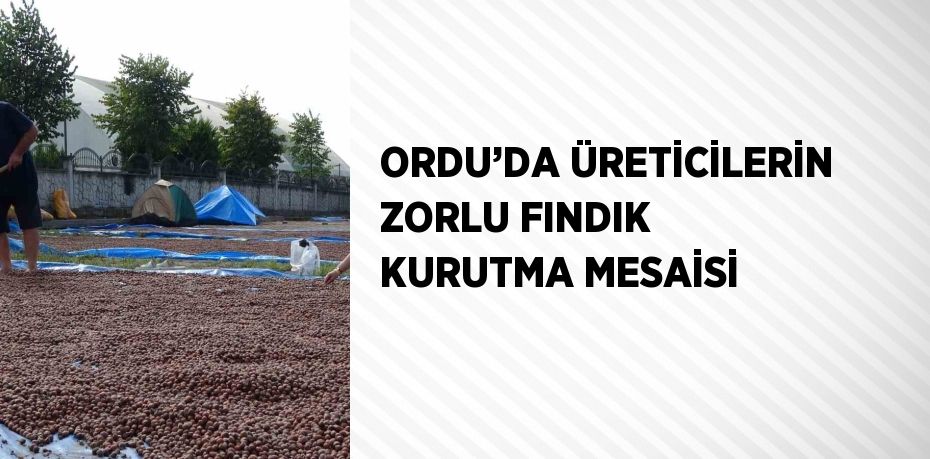 ORDU’DA ÜRETİCİLERİN ZORLU FINDIK KURUTMA MESAİSİ