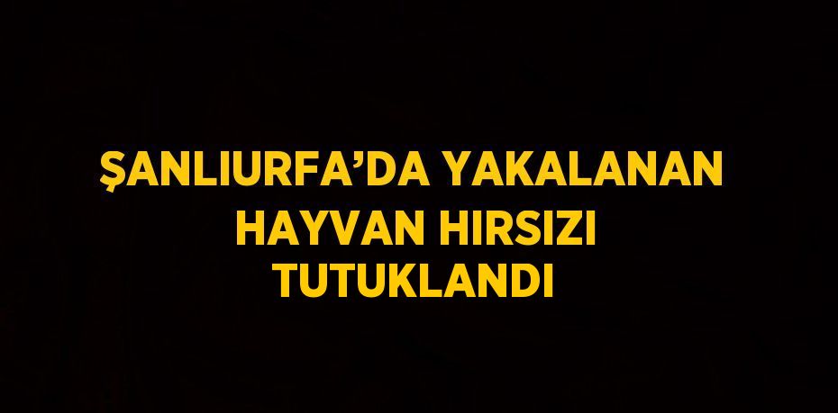 ŞANLIURFA’DA YAKALANAN HAYVAN HIRSIZI TUTUKLANDI