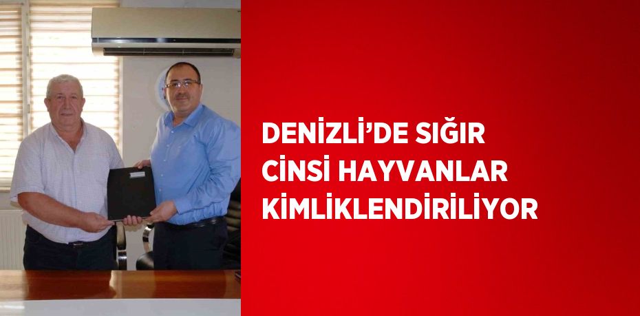 DENİZLİ’DE SIĞIR CİNSİ HAYVANLAR KİMLİKLENDİRİLİYOR