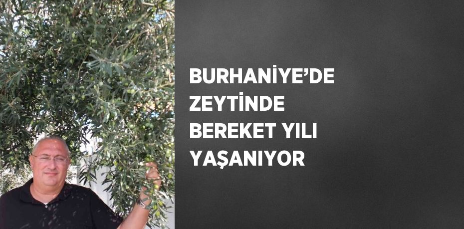 BURHANİYE’DE ZEYTİNDE BEREKET YILI YAŞANIYOR