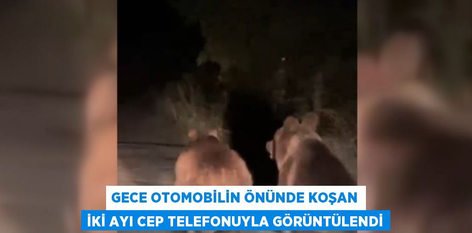 GECE OTOMOBİLİN ÖNÜNDE KOŞAN İKİ AYI CEP TELEFONUYLA GÖRÜNTÜLENDİ