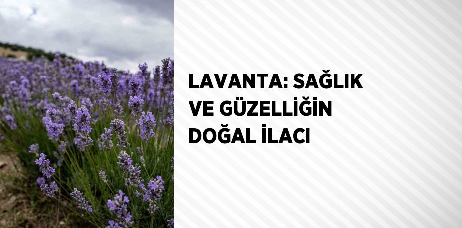 LAVANTA: SAĞLIK VE GÜZELLİĞİN DOĞAL İLACI