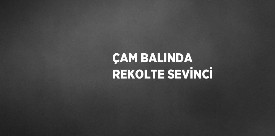 ÇAM BALINDA REKOLTE SEVİNCİ