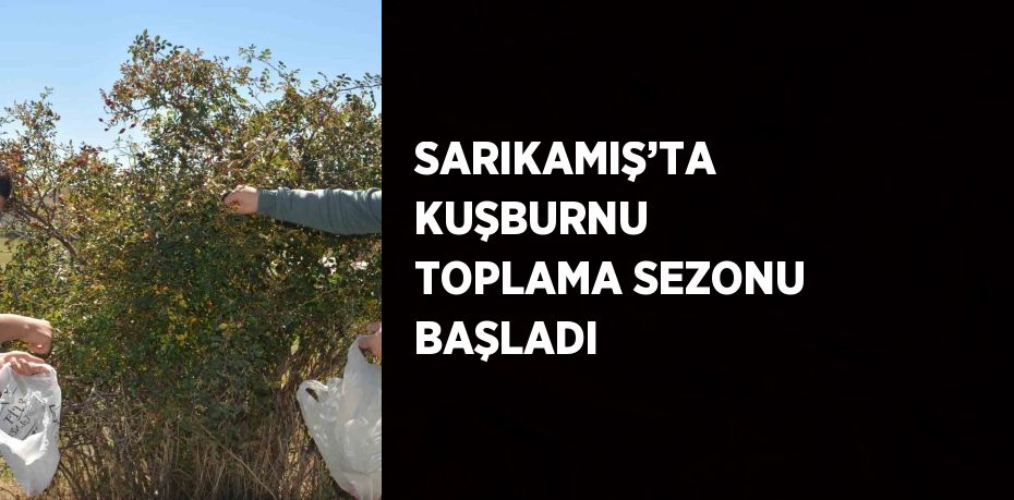 SARIKAMIŞ’TA KUŞBURNU TOPLAMA SEZONU BAŞLADI