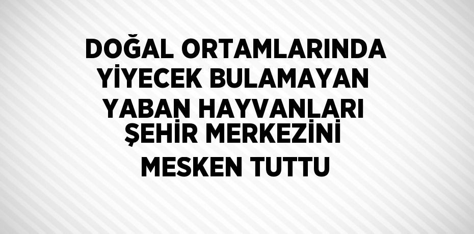 DOĞAL ORTAMLARINDA YİYECEK BULAMAYAN YABAN HAYVANLARI ŞEHİR MERKEZİNİ MESKEN TUTTU