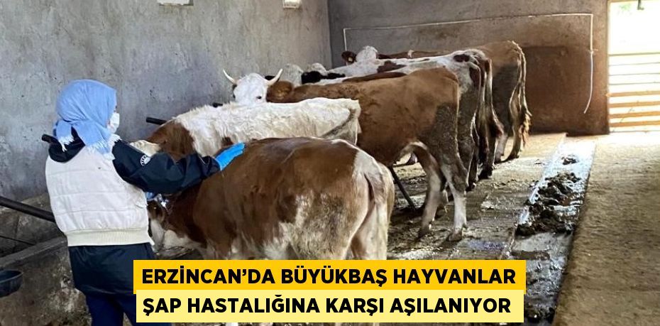 ERZİNCAN’DA BÜYÜKBAŞ HAYVANLAR ŞAP HASTALIĞINA KARŞI AŞILANIYOR