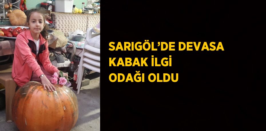 SARIGÖL’DE DEVASA KABAK İLGİ ODAĞI OLDU