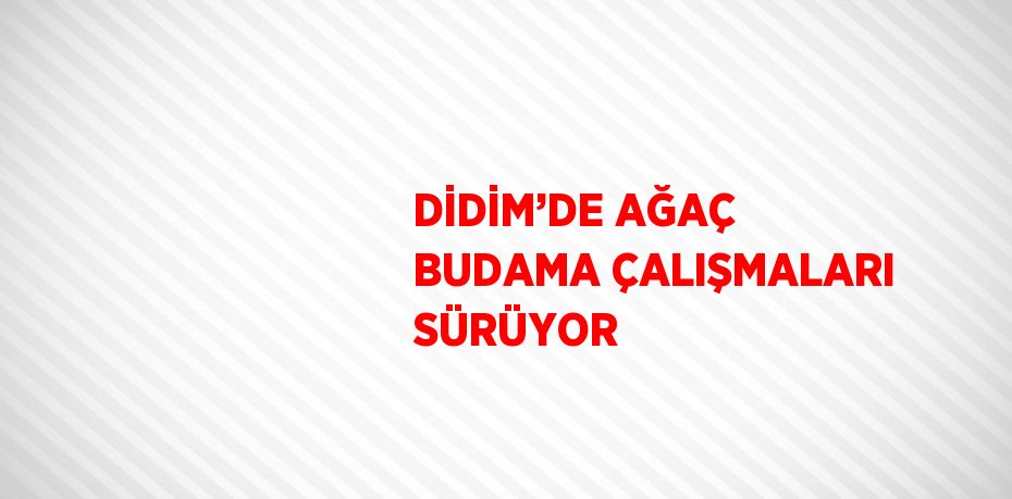 DİDİM’DE AĞAÇ BUDAMA ÇALIŞMALARI SÜRÜYOR