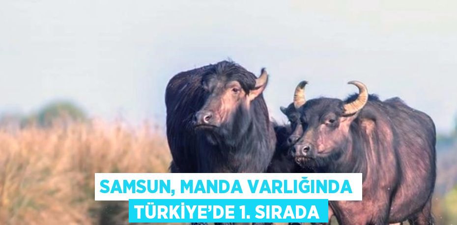 SAMSUN, MANDA VARLIĞINDA TÜRKİYE’DE 1. SIRADA