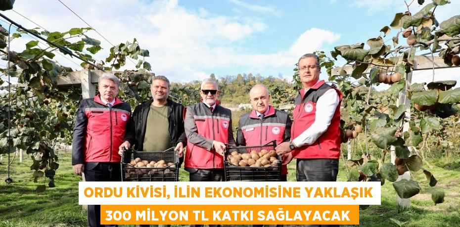 ORDU KİVİSİ, İLİN EKONOMİSİNE YAKLAŞIK 300 MİLYON TL KATKI SAĞLAYACAK