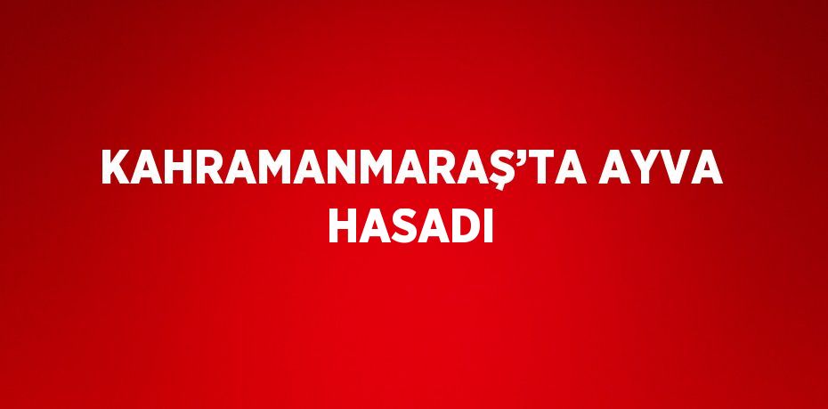 KAHRAMANMARAŞ’TA AYVA HASADI