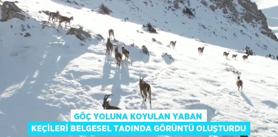 GÖÇ YOLUNA KOYULAN YABAN KEÇİLERİ BELGESEL TADINDA GÖRÜNTÜ OLUŞTURDU