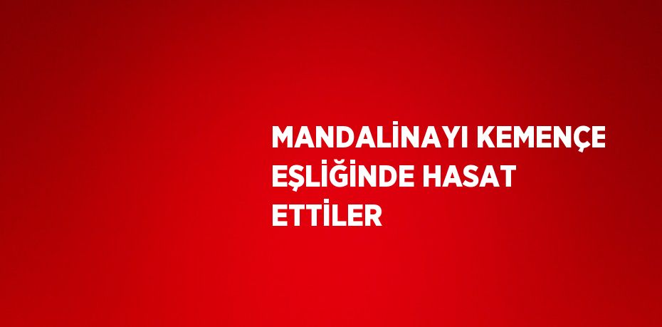 MANDALİNAYI KEMENÇE EŞLİĞİNDE HASAT ETTİLER