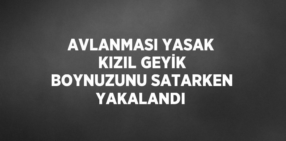 AVLANMASI YASAK KIZIL GEYİK BOYNUZUNU SATARKEN YAKALANDI