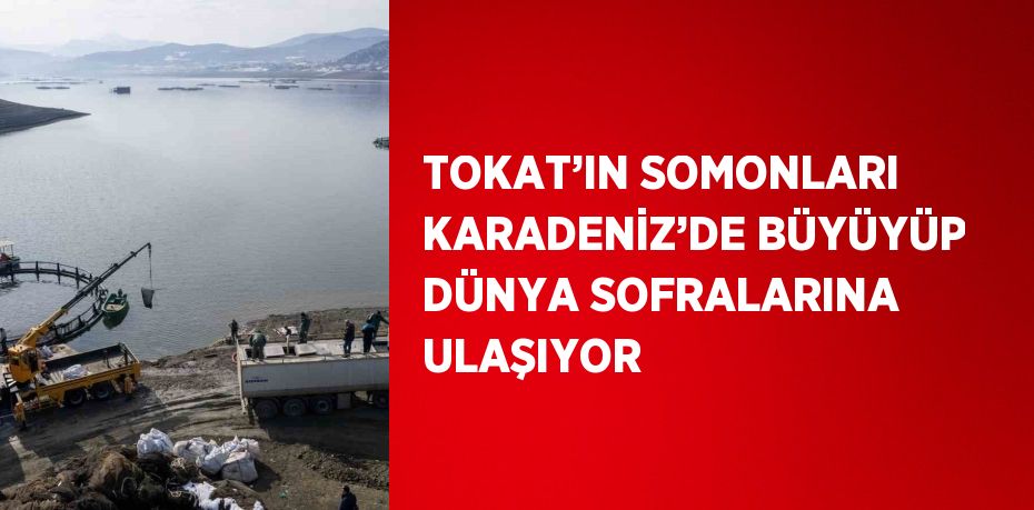 TOKAT’IN SOMONLARI KARADENİZ’DE BÜYÜYÜP DÜNYA SOFRALARINA ULAŞIYOR