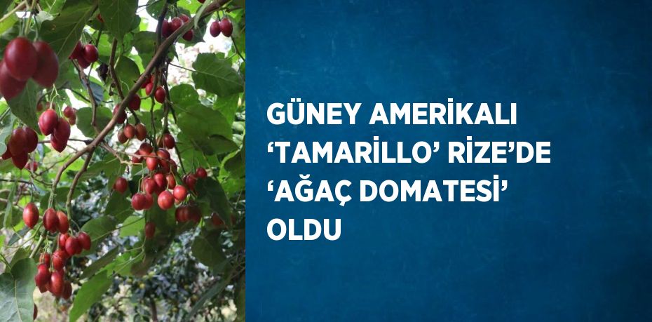 GÜNEY AMERİKALI ‘TAMARİLLO’ RİZE’DE ‘AĞAÇ DOMATESİ’ OLDU