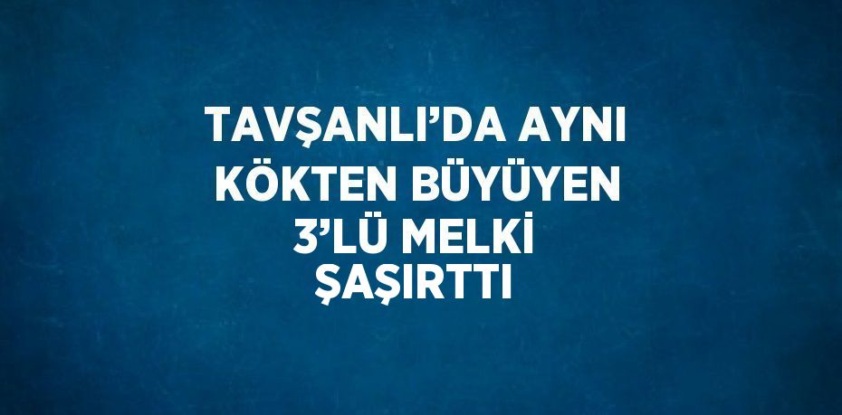 TAVŞANLI’DA AYNI KÖKTEN BÜYÜYEN 3’LÜ MELKİ ŞAŞIRTTI