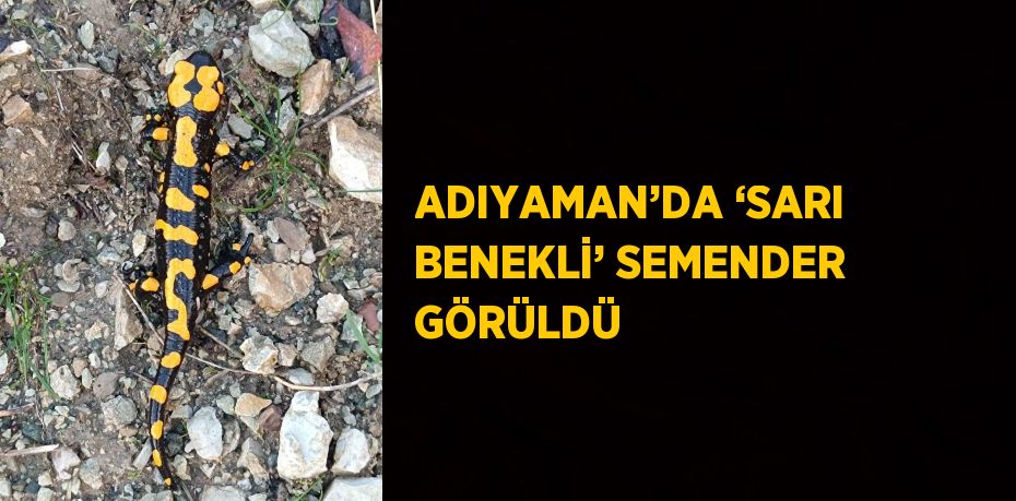 ADIYAMAN’DA ‘SARI BENEKLİ’ SEMENDER GÖRÜLDÜ