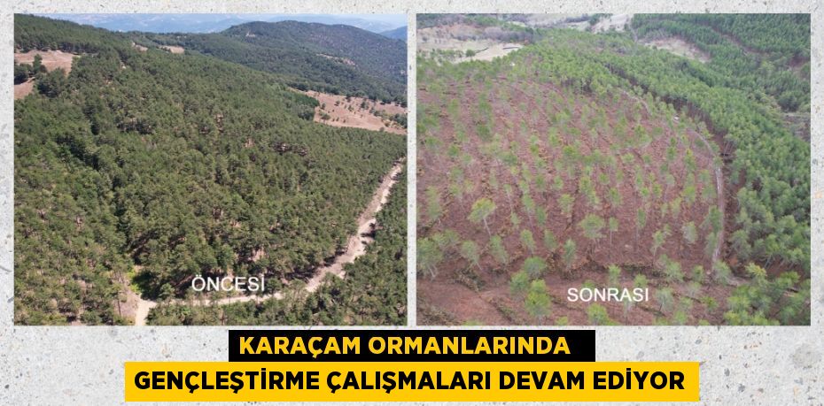 KARAÇAM ORMANLARINDA   GENÇLEŞTİRME ÇALIŞMALARI DEVAM EDİYOR