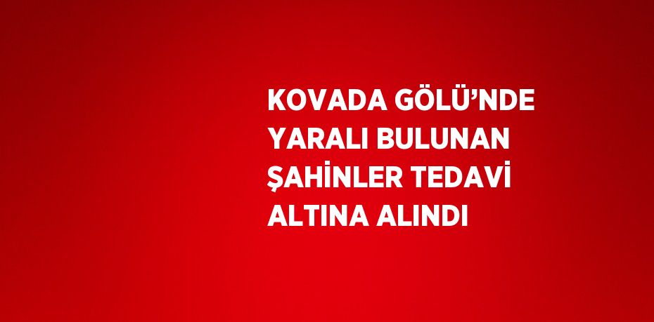 KOVADA GÖLÜ’NDE YARALI BULUNAN ŞAHİNLER TEDAVİ ALTINA ALINDI