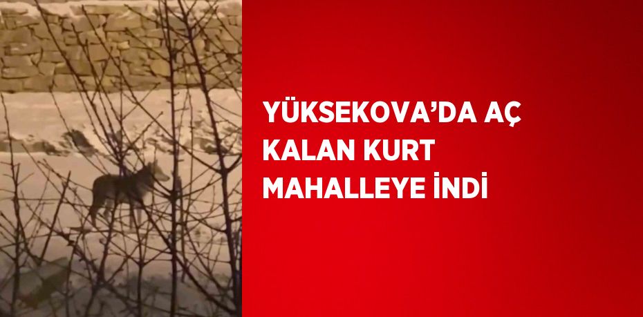 YÜKSEKOVA’DA AÇ KALAN KURT MAHALLEYE İNDİ