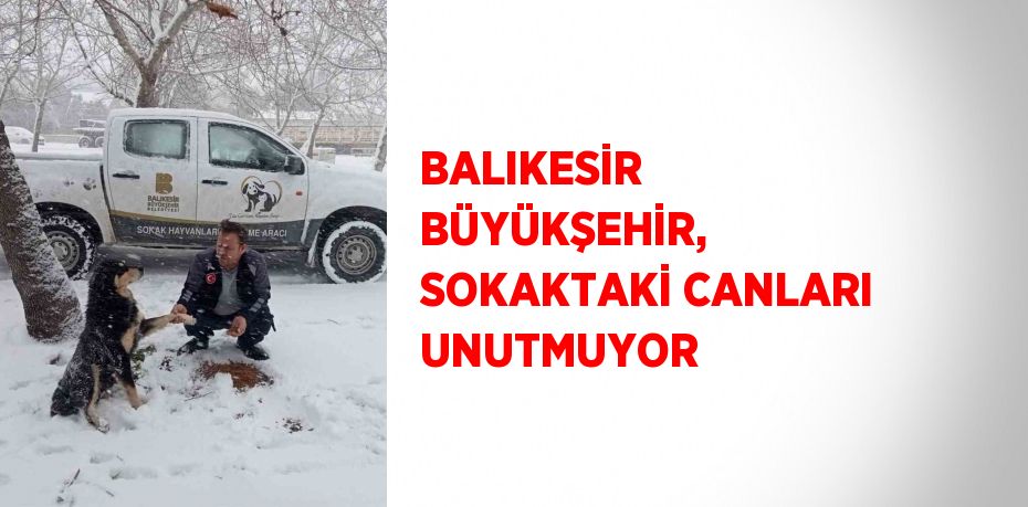 BALIKESİR BÜYÜKŞEHİR, SOKAKTAKİ CANLARI UNUTMUYOR