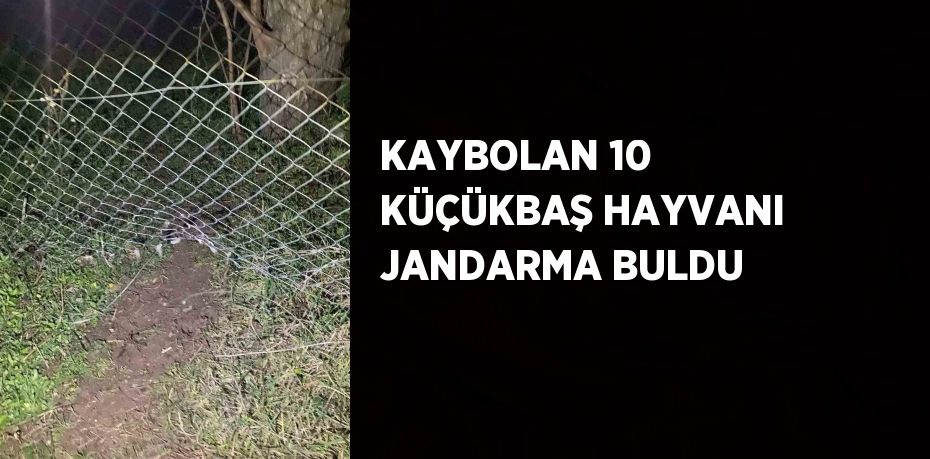 KAYBOLAN 10 KÜÇÜKBAŞ HAYVANI JANDARMA BULDU