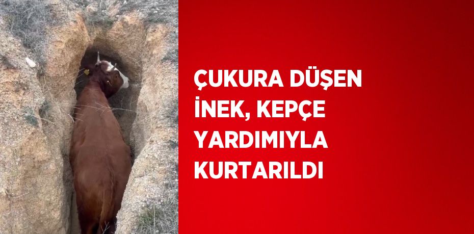 ÇUKURA DÜŞEN İNEK, KEPÇE YARDIMIYLA KURTARILDI