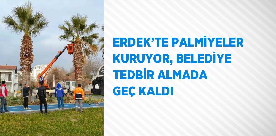 ERDEK’TE PALMİYELER KURUYOR, BELEDİYE TEDBİR ALMADA GEÇ KALDI