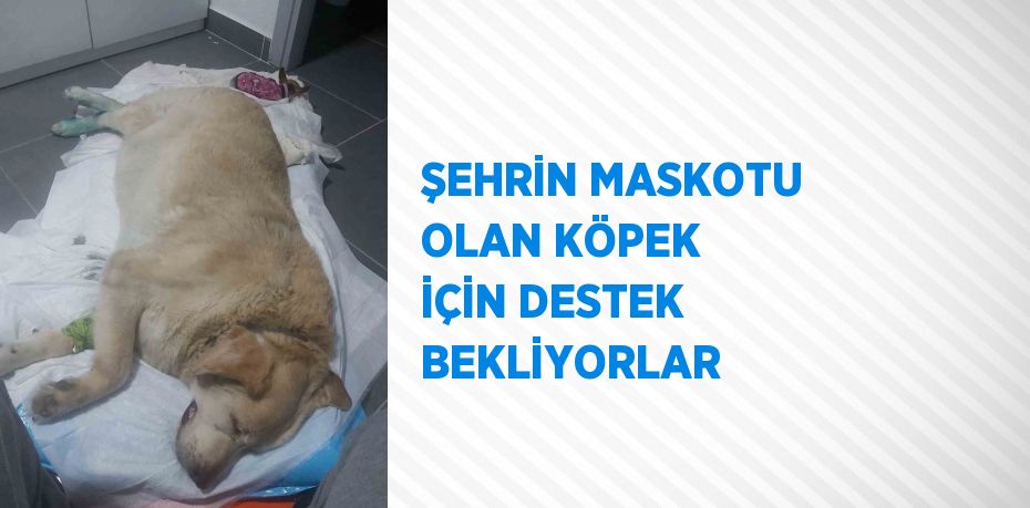 ŞEHRİN MASKOTU OLAN KÖPEK İÇİN DESTEK BEKLİYORLAR