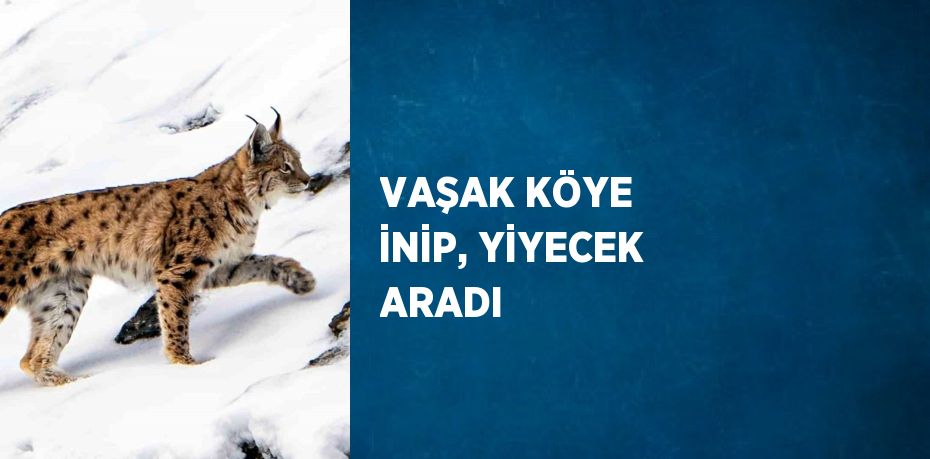 VAŞAK KÖYE İNİP, YİYECEK ARADI