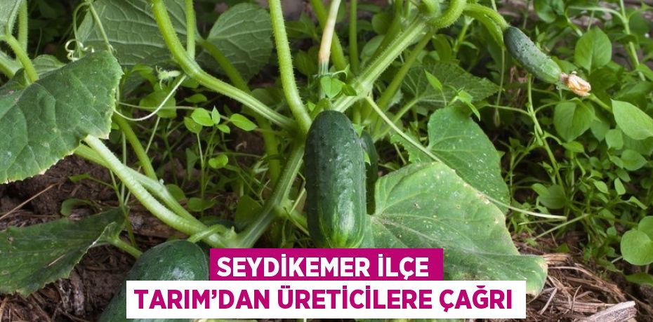 SEYDİKEMER İLÇE TARIM’DAN ÜRETİCİLERE ÇAĞRI