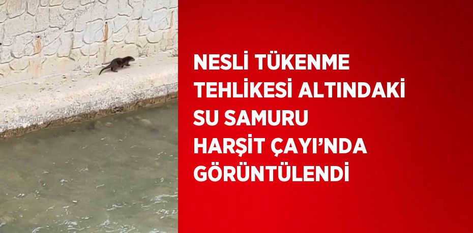 NESLİ TÜKENME TEHLİKESİ ALTINDAKİ SU SAMURU HARŞİT ÇAYI’NDA GÖRÜNTÜLENDİ