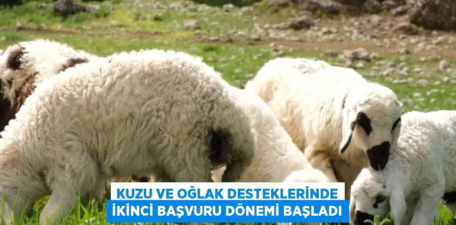 KUZU VE OĞLAK DESTEKLERİNDE İKİNCİ BAŞVURU DÖNEMİ BAŞLADI