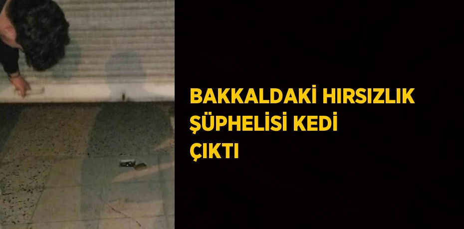 BAKKALDAKİ HIRSIZLIK ŞÜPHELİSİ KEDİ ÇIKTI