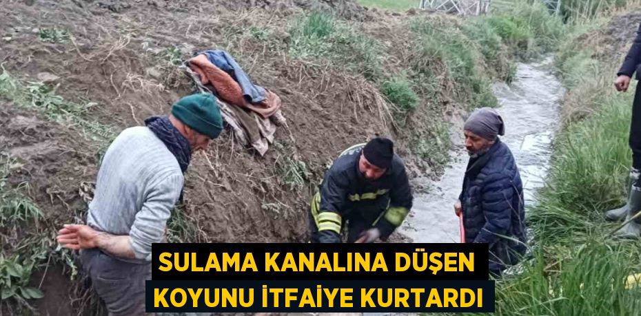 SULAMA KANALINA DÜŞEN KOYUNU İTFAİYE KURTARDI