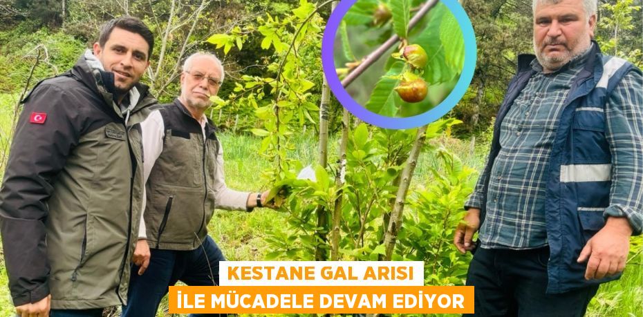 KESTANE GAL ARISI İLE MÜCADELE DEVAM EDİYOR