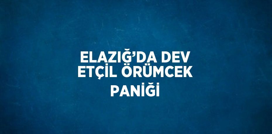 ELAZIĞ’DA DEV ETÇİL ÖRÜMCEK PANİĞİ