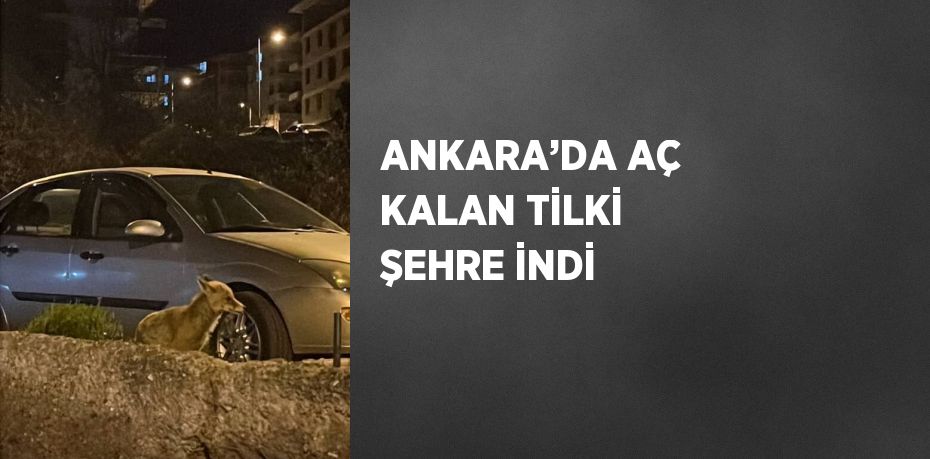 ANKARA’DA AÇ KALAN TİLKİ ŞEHRE İNDİ