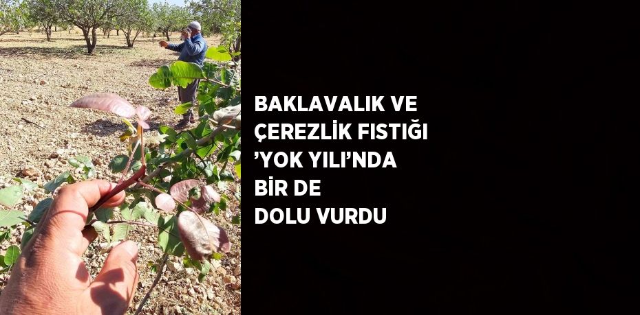 BAKLAVALIK VE ÇEREZLİK FISTIĞI ’YOK YILI’NDA BİR DE DOLU VURDU