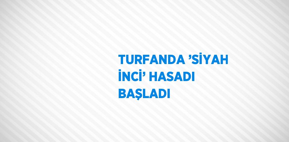 TURFANDA ’SİYAH İNCİ’ HASADI BAŞLADI