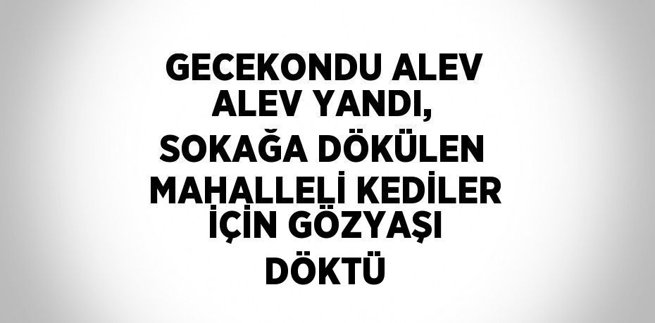 GECEKONDU ALEV ALEV YANDI, SOKAĞA DÖKÜLEN MAHALLELİ KEDİLER İÇİN GÖZYAŞI DÖKTÜ