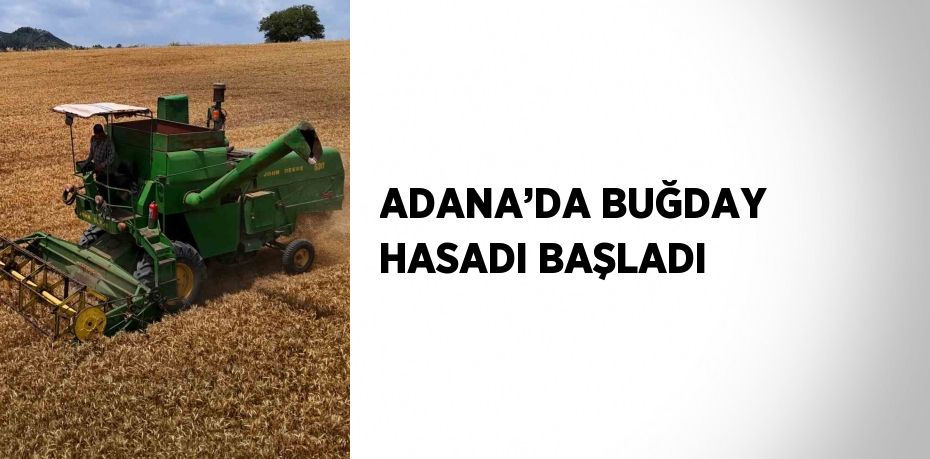 ADANA’DA BUĞDAY HASADI BAŞLADI