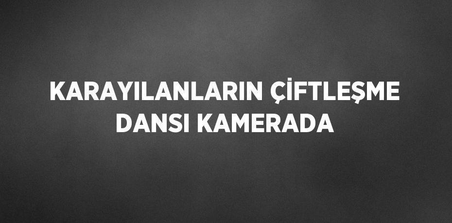 KARAYILANLARIN ÇİFTLEŞME DANSI KAMERADA