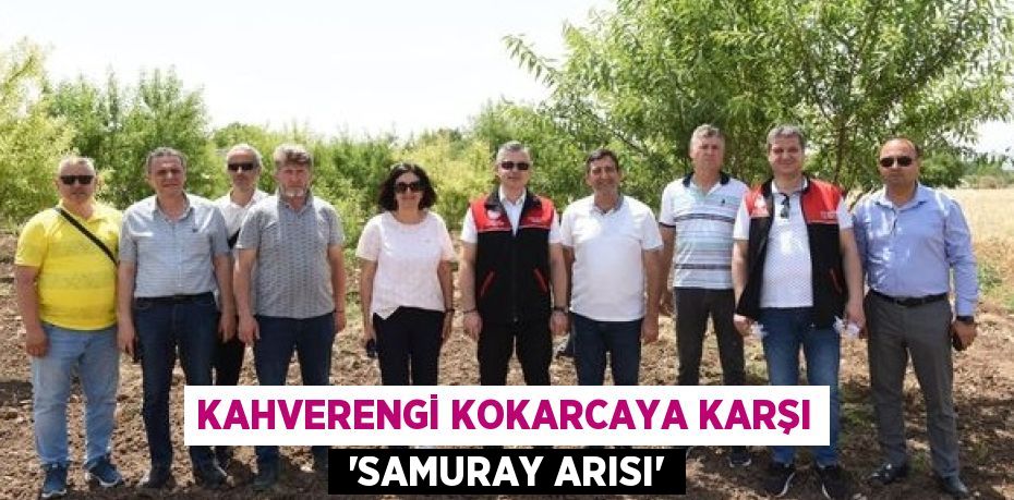 Kahverengi kokarcaya karşı  “SAMURAY ARISI”