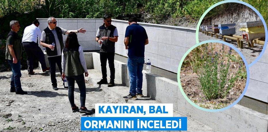 KAYIRAN, BAL ORMANINI İNCELEDİ