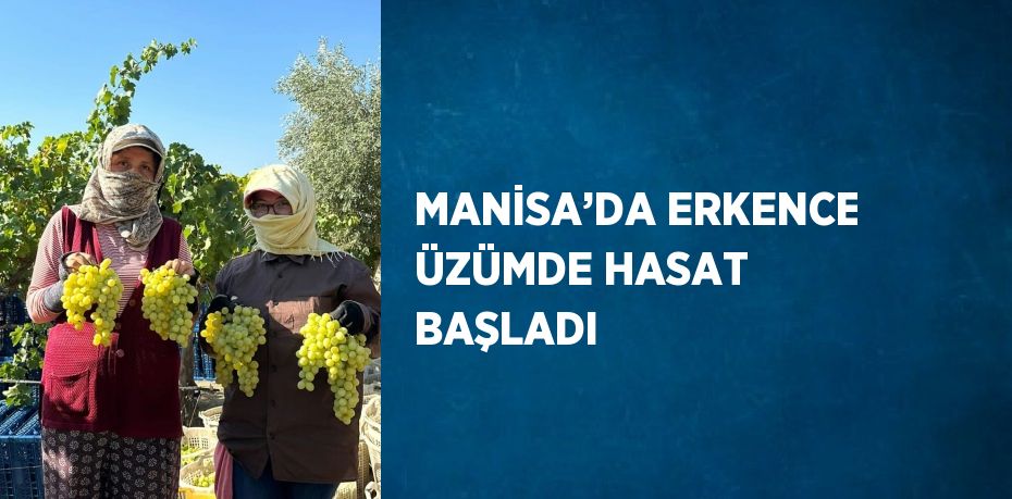 MANİSA’DA ERKENCE ÜZÜMDE HASAT BAŞLADI