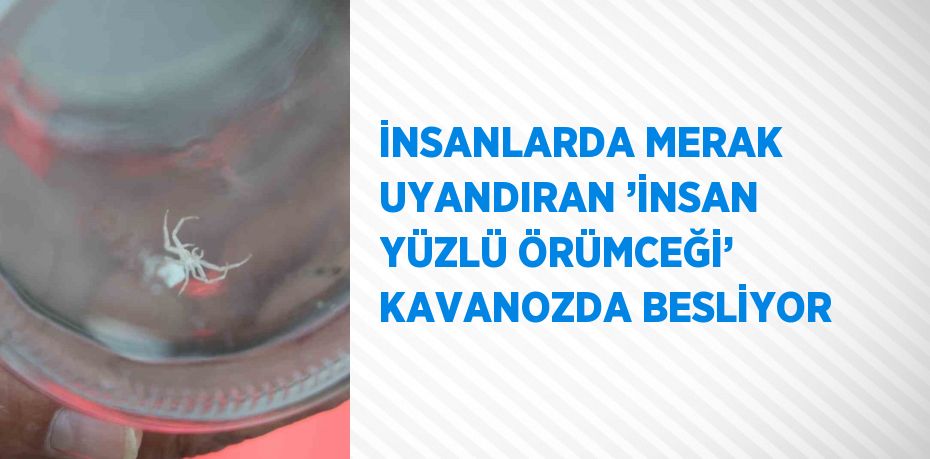 İNSANLARDA MERAK UYANDIRAN ’İNSAN YÜZLÜ ÖRÜMCEĞİ’ KAVANOZDA BESLİYOR